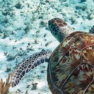 Caribe Occidental y Bahamas