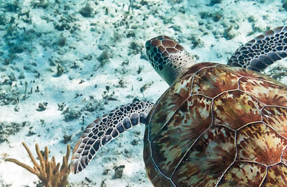 Caribe Occidental y Bahamas