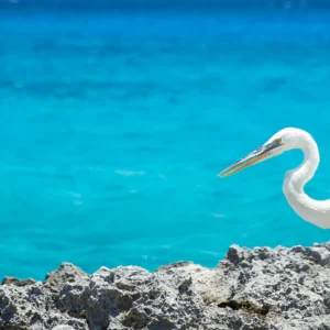 Caribe Oriental y Bahamas