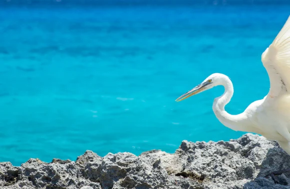 Caribe Oriental y Bahamas