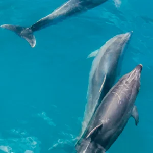 Caribbean and Bahamas