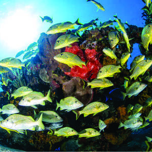 Cayo Gran Stirrup y Nassau